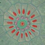196 - Détail 3 - Couleurs prisme - particules en suspension naturellement aglomérées en cellules en séchant